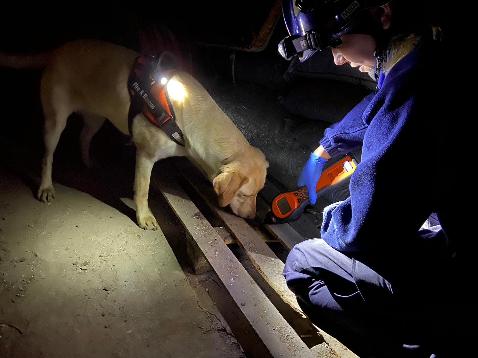 Dogs & Tigers The Perfect Combination for Fire Investigation